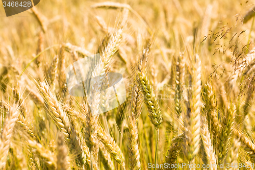 Image of agricultural field  