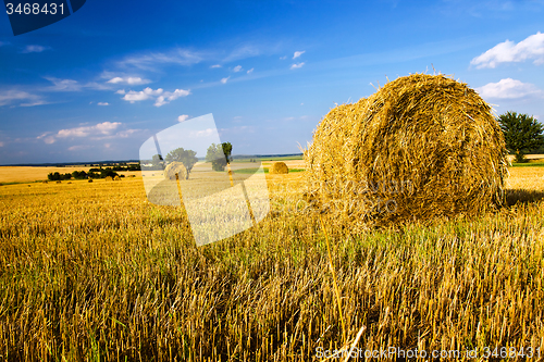 Image of  harvest company