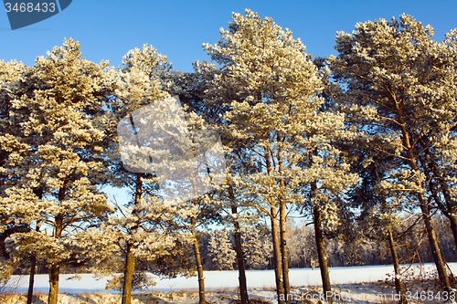Image of trees   in winter