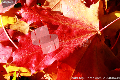 Image of  Maple leaves 