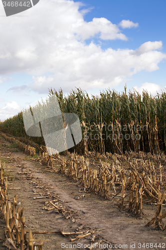 Image of corn harvesting  