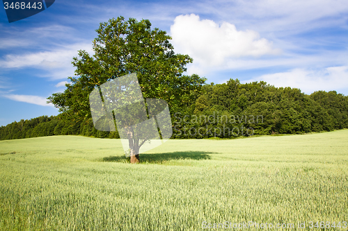 Image of tree in summer