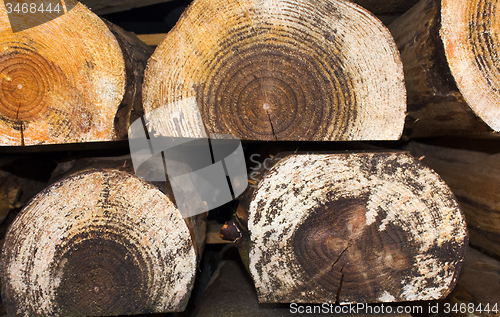 Image of   sawed trees