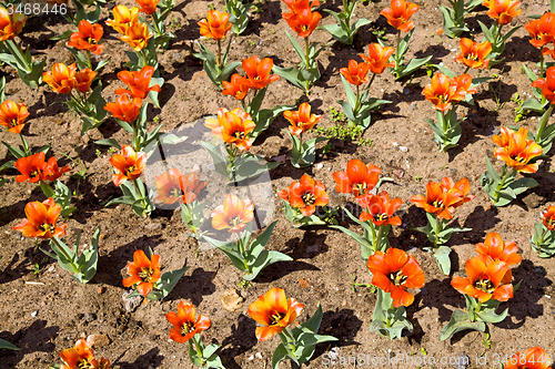 Image of orange   tulips
