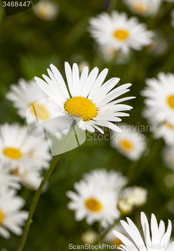 Image of camomiles  