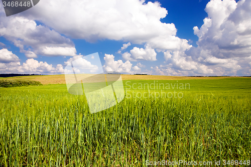 Image of  green unripe grains