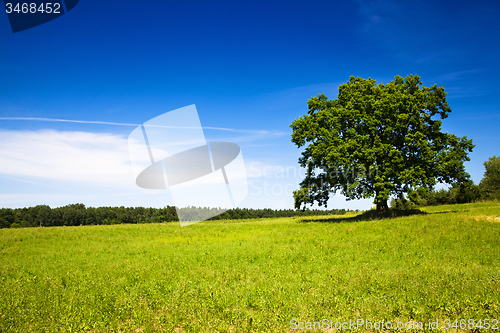 Image of tree in summer