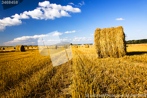 Image of  harvest company