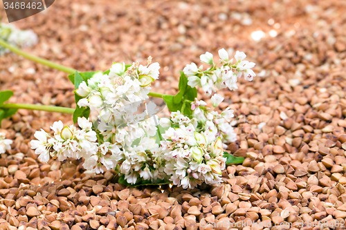 Image of   buckwheat