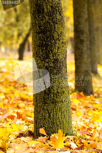 Image of autumn trees  