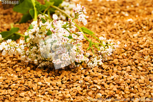 Image of   buckwheat