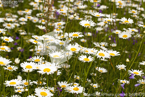 Image of   the wild white daisies 