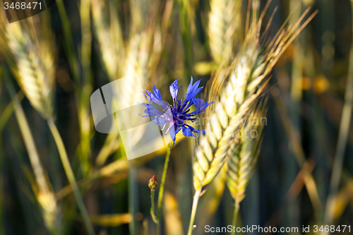 Image of old cornflower  