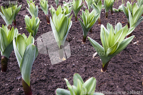 Image of garlic  