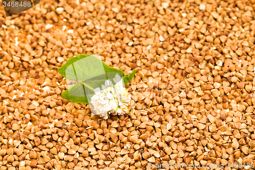 Image of   buckwheat