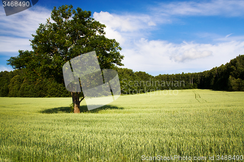 Image of tree in summer