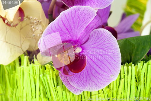 Image of pink orchid  
