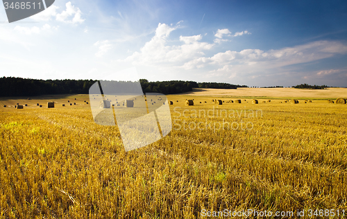 Image of  harvest company