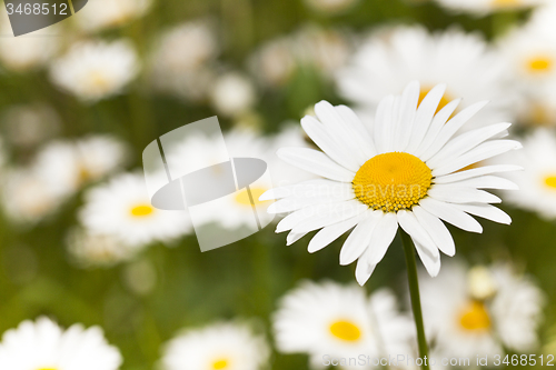 Image of camomile 