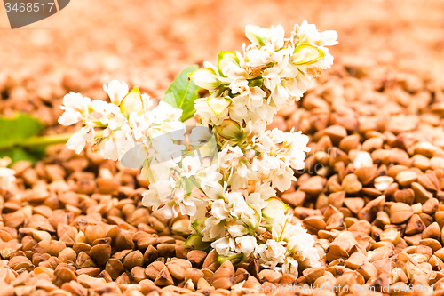 Image of   buckwheat