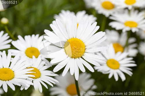 Image of   the wild white daisies 