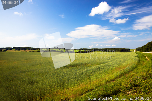 Image of  green unripe grains