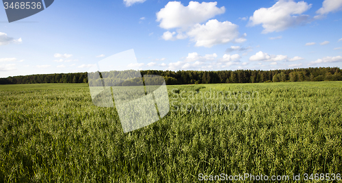 Image of green oats  