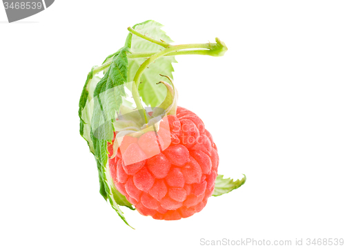 Image of  raspberries 