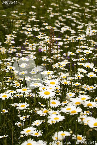 Image of camomile  