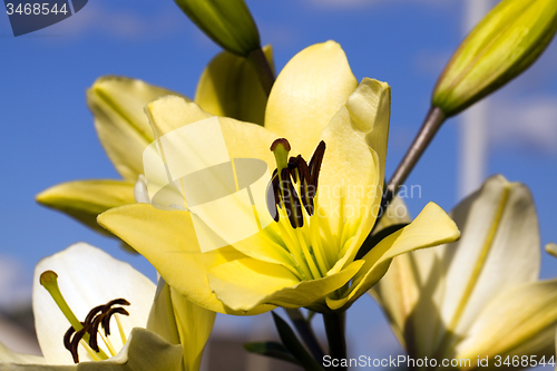 Image of the orchid flower 