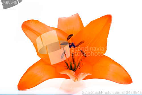 Image of  orchid flower 