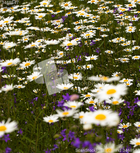 Image of  white daisies