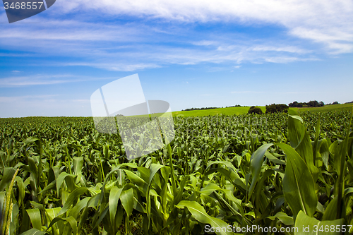 Image of corn field  