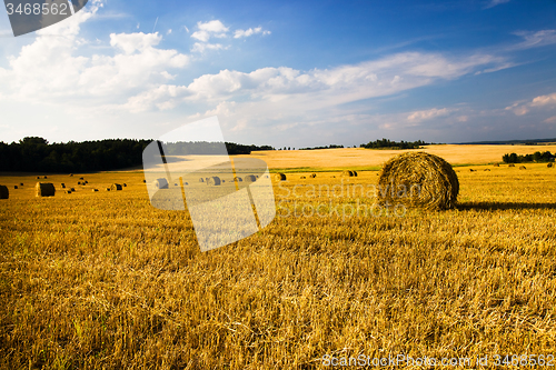 Image of  harvest company