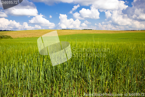 Image of  green unripe grains