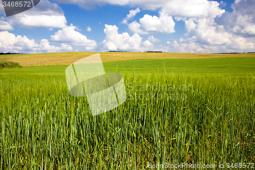 Image of  green unripe grains