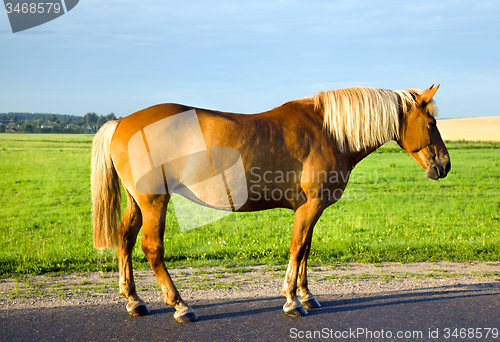 Image of horse standing