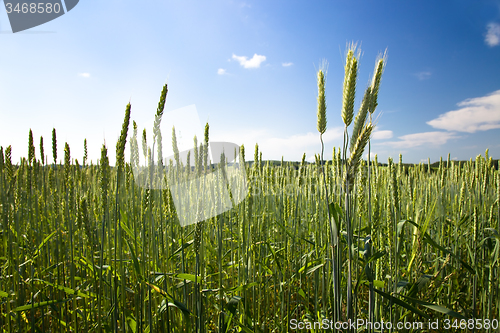Image of  green unripe grains