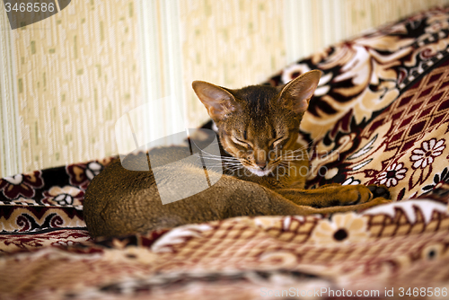 Image of Abyssinian cat  