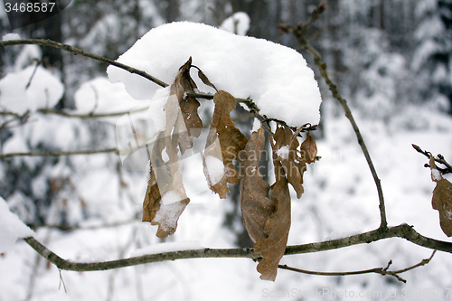 Image of trees   in winter