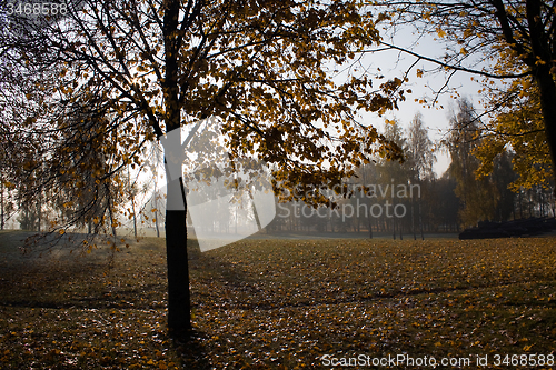 Image of trees  in a park 