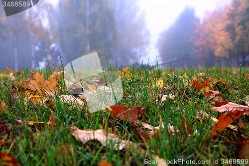 Image of   trees   in  autumn  