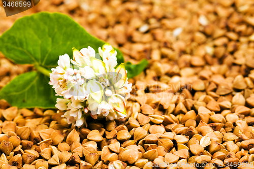 Image of   buckwheat