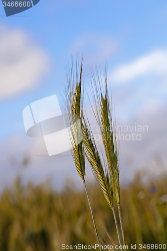 Image of wheat ears  