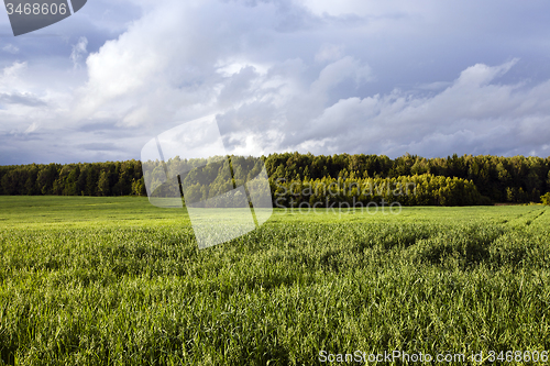 Image of green oats  