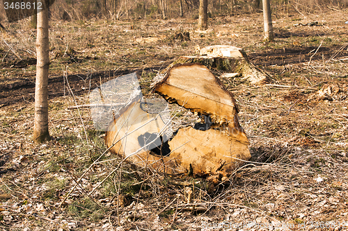 Image of the sawn tree  