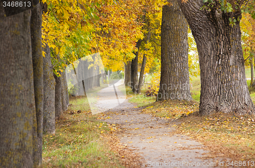 Image of park. autumn  