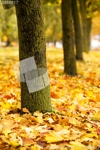 Image of the autumn wood  