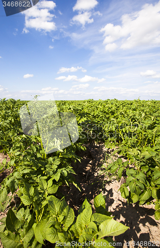 Image of potato field  