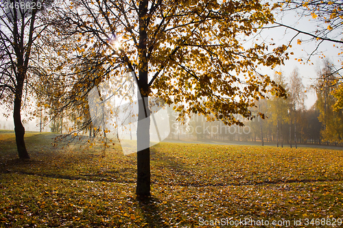 Image of trees  in a park 